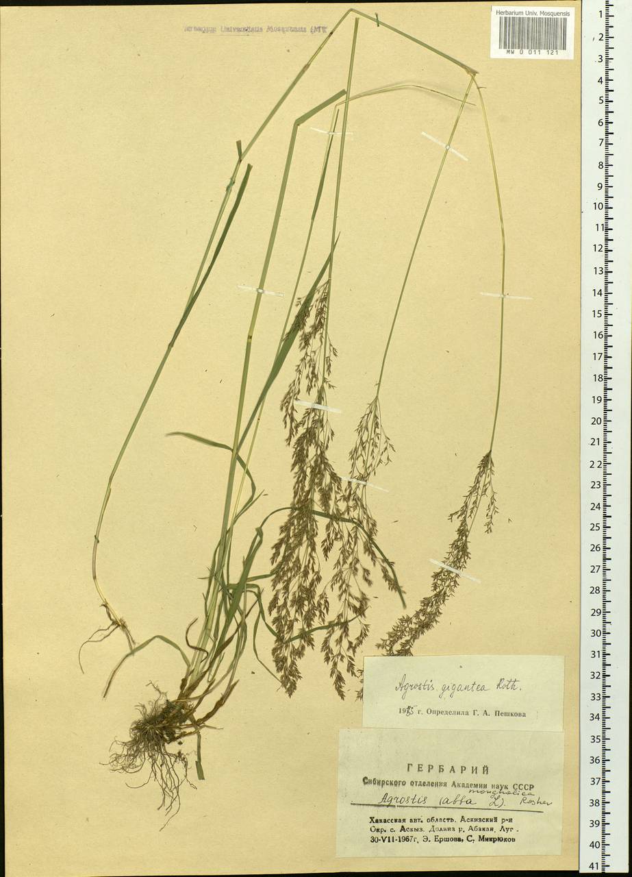 Agrostis gigantea Roth, Siberia, Altai & Sayany Mountains (S2) (Russia)