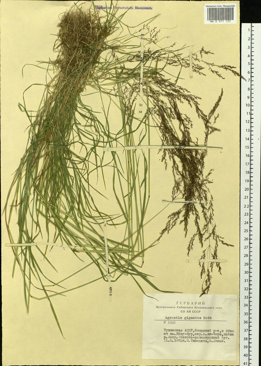 Agrostis gigantea Roth, Siberia, Altai & Sayany Mountains (S2) (Russia)