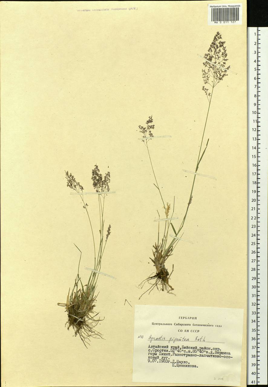 Agrostis gigantea Roth, Siberia, Altai & Sayany Mountains (S2) (Russia)