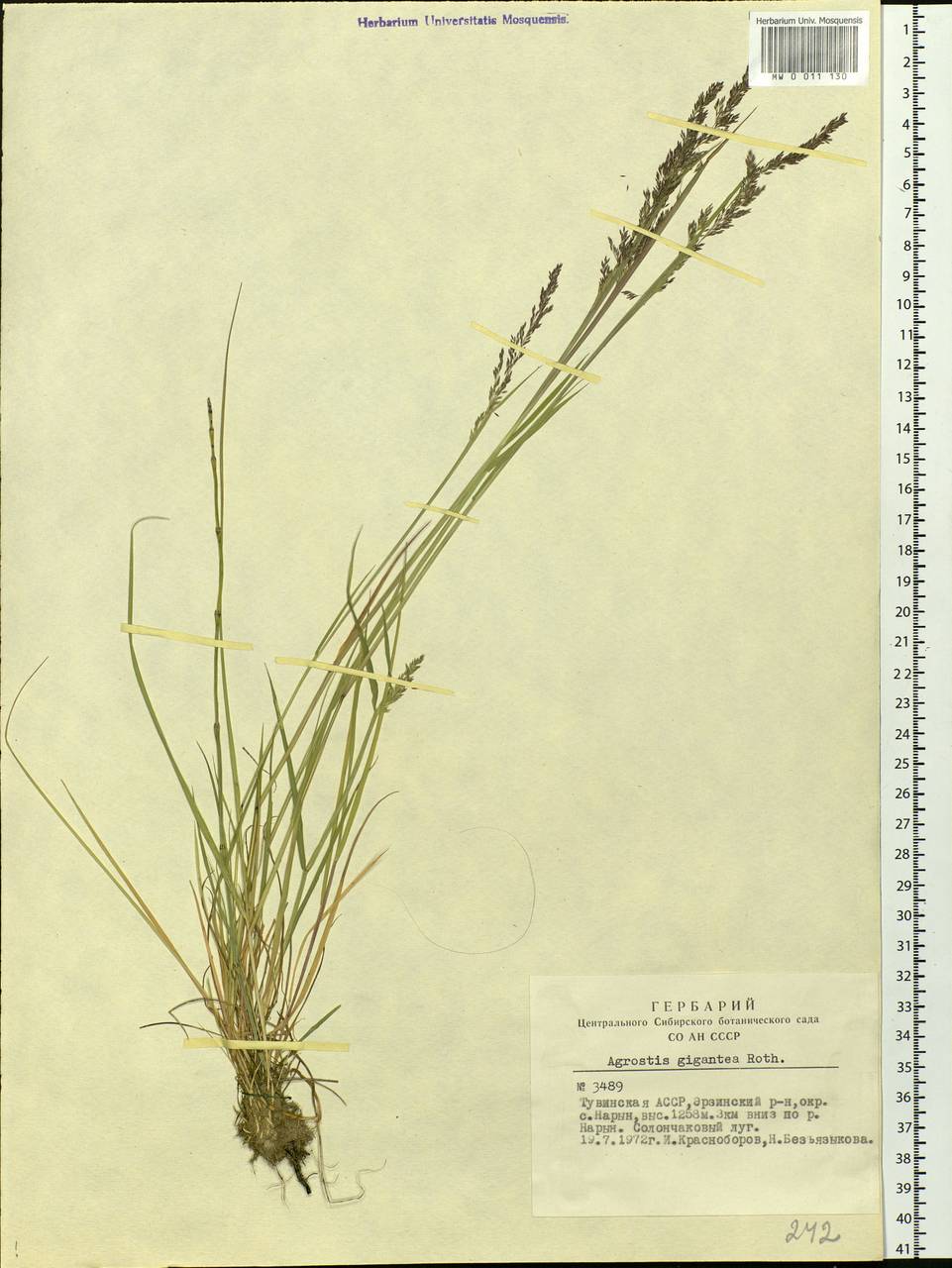 Agrostis gigantea Roth, Siberia, Altai & Sayany Mountains (S2) (Russia)