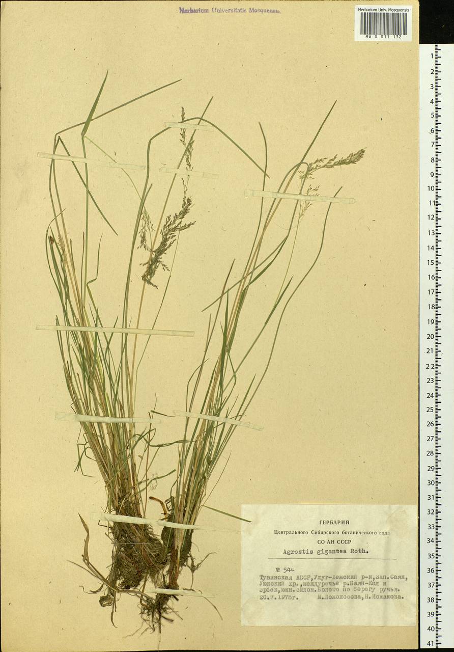Agrostis gigantea Roth, Siberia, Altai & Sayany Mountains (S2) (Russia)