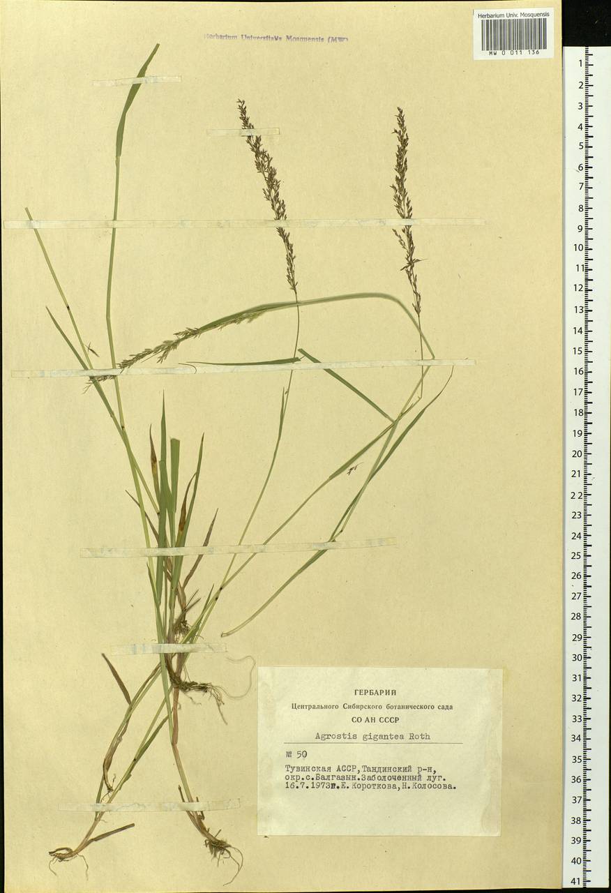 Agrostis gigantea Roth, Siberia, Altai & Sayany Mountains (S2) (Russia)