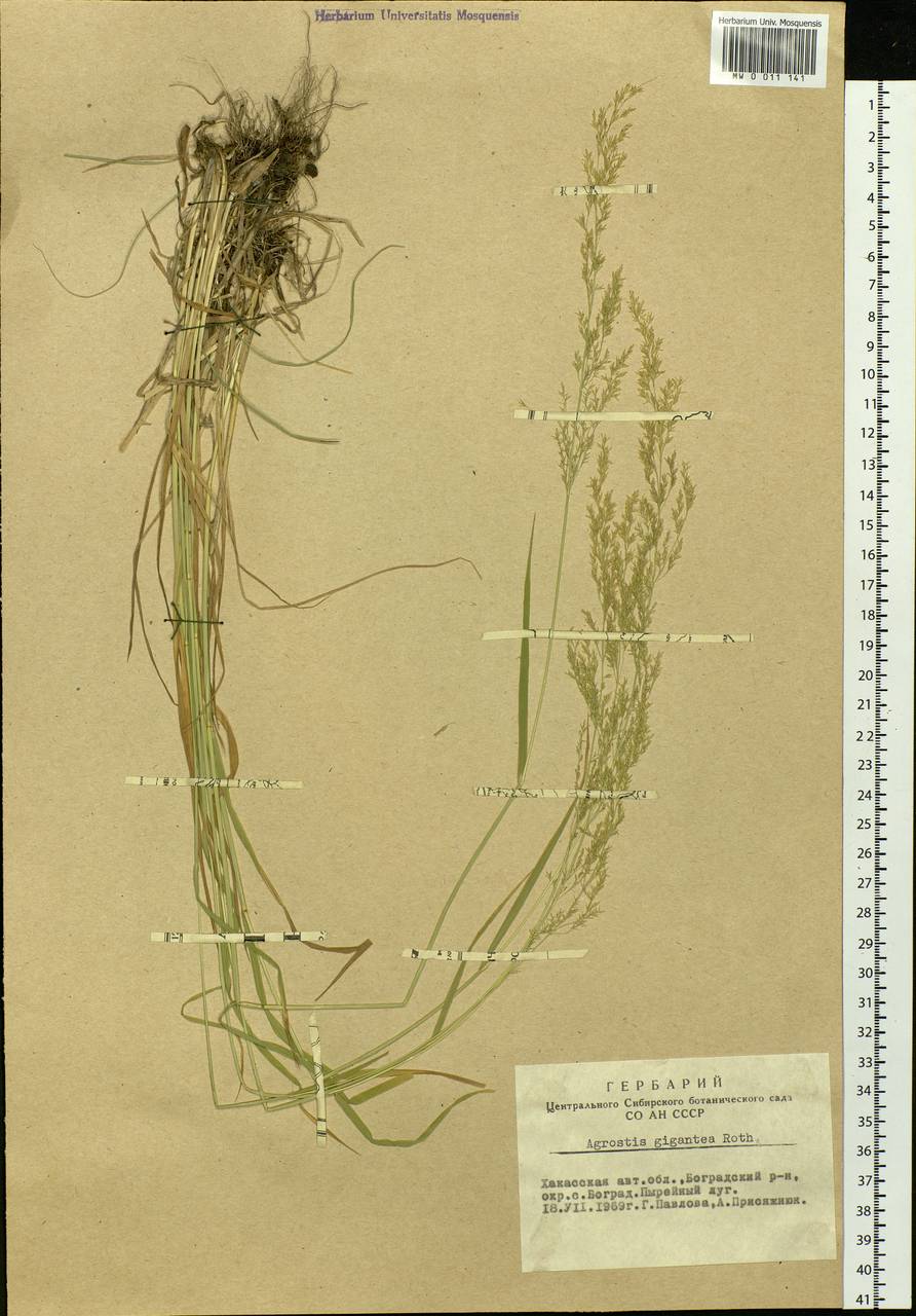 Agrostis gigantea Roth, Siberia, Altai & Sayany Mountains (S2) (Russia)