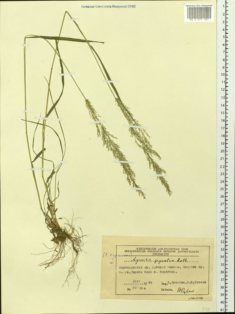 Agrostis gigantea Roth, Siberia, Central Siberia (S3) (Russia)