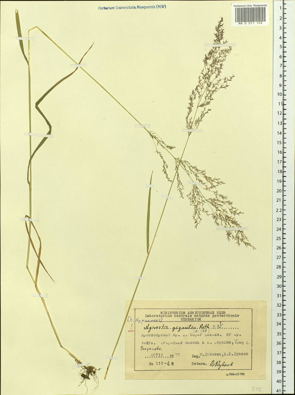 Agrostis gigantea Roth, Siberia, Central Siberia (S3) (Russia)