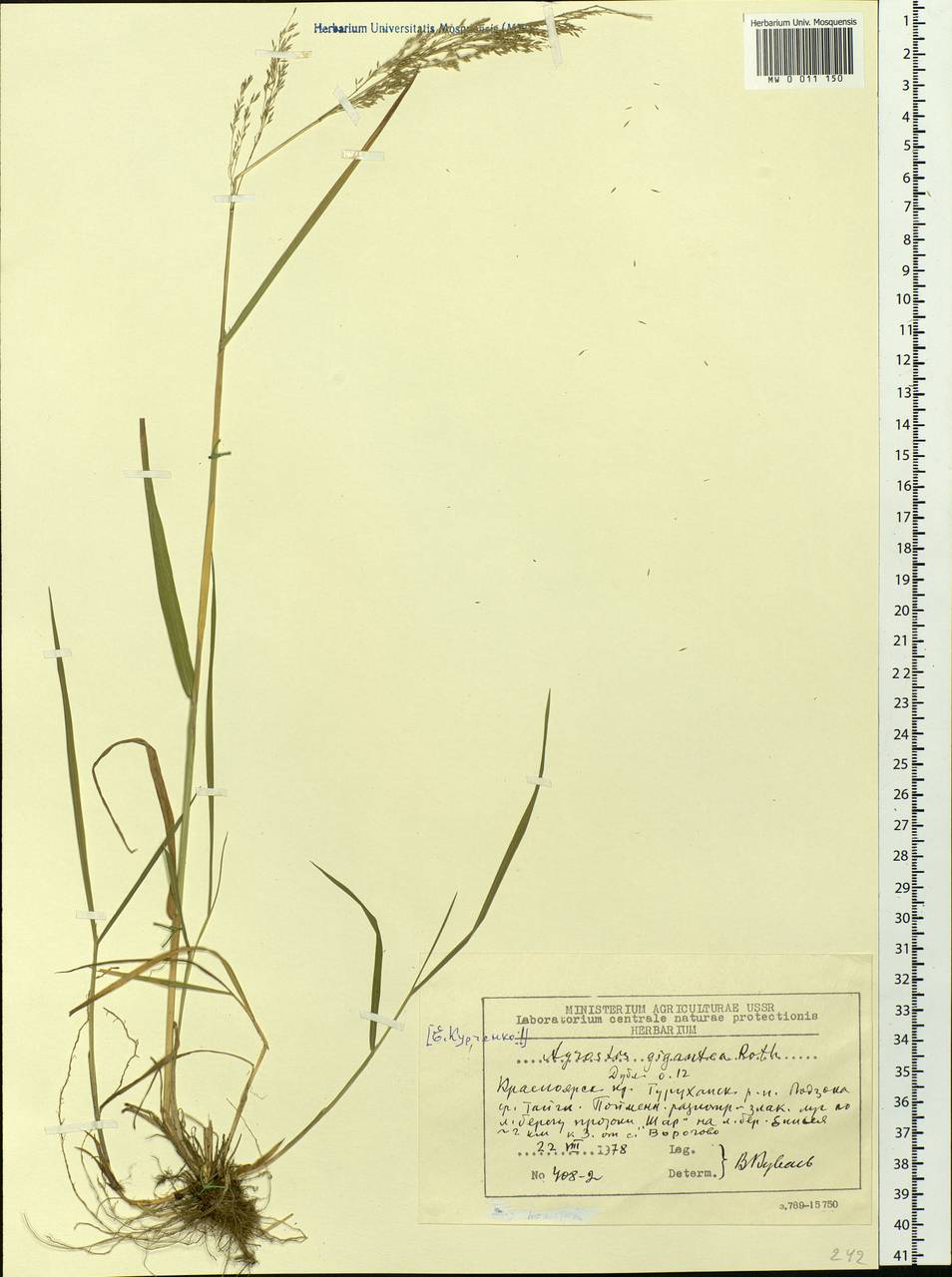 Agrostis gigantea Roth, Siberia, Central Siberia (S3) (Russia)