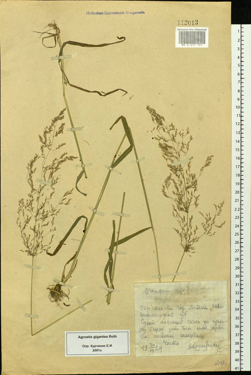 Agrostis gigantea Roth, Siberia, Altai & Sayany Mountains (S2) (Russia)