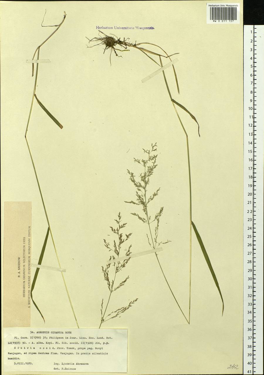 Agrostis gigantea Roth, Siberia, Western Siberia (S1) (Russia)