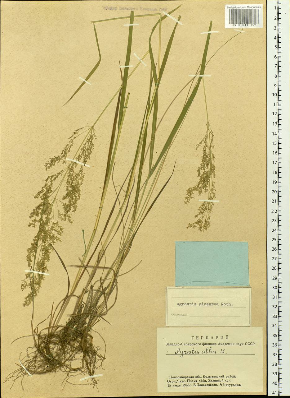 Agrostis gigantea Roth, Siberia, Western Siberia (S1) (Russia)