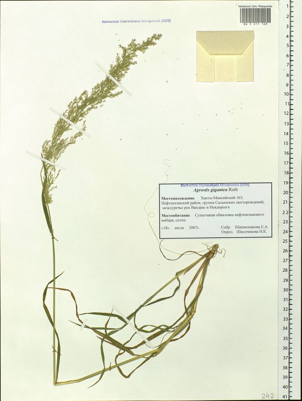Agrostis gigantea Roth, Siberia, Western Siberia (S1) (Russia)