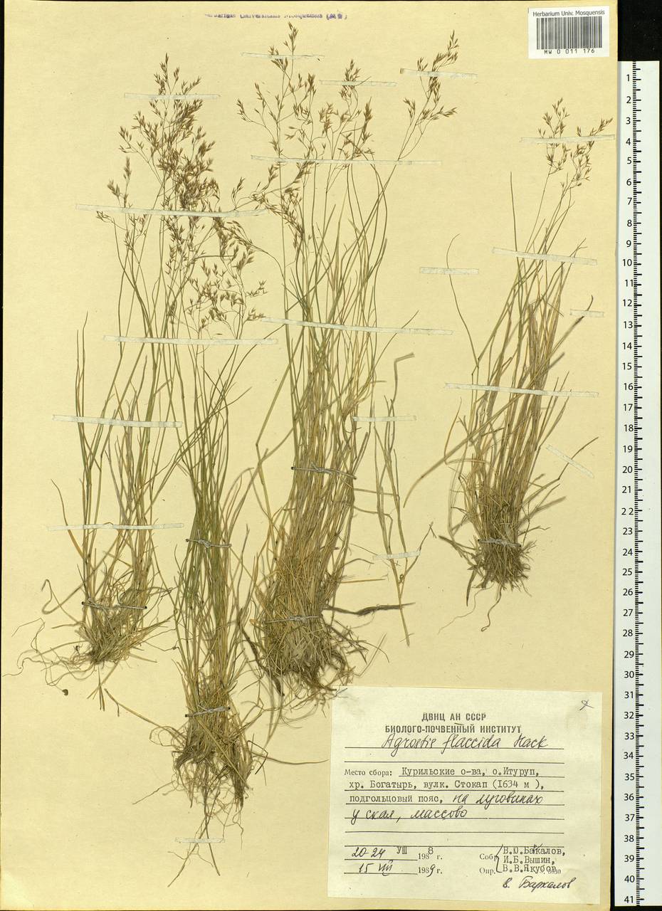Agrostis flaccida Hack., Siberia, Russian Far East (S6) (Russia)