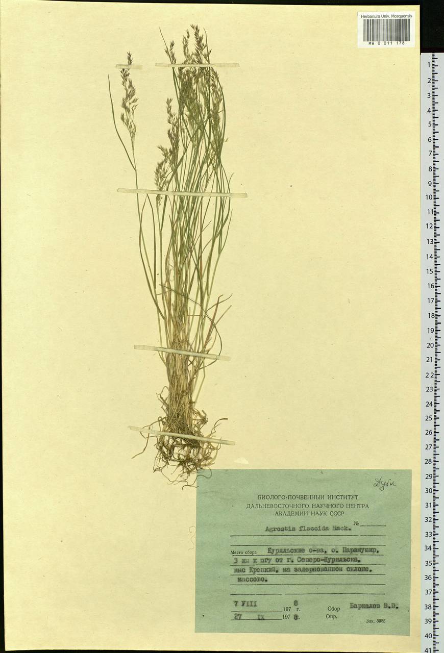 Agrostis flaccida Hack., Siberia, Russian Far East (S6) (Russia)