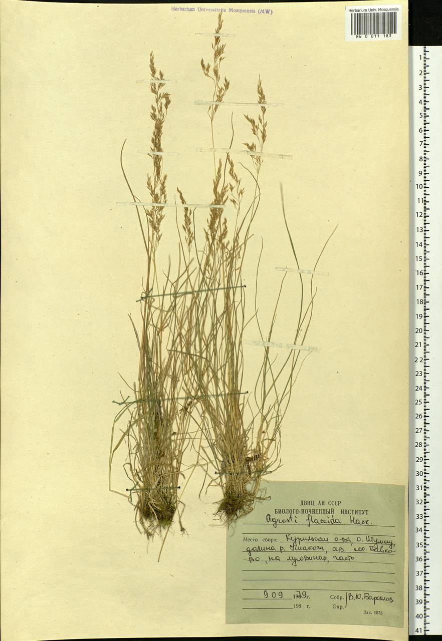 Agrostis flaccida Hack., Siberia, Russian Far East (S6) (Russia)