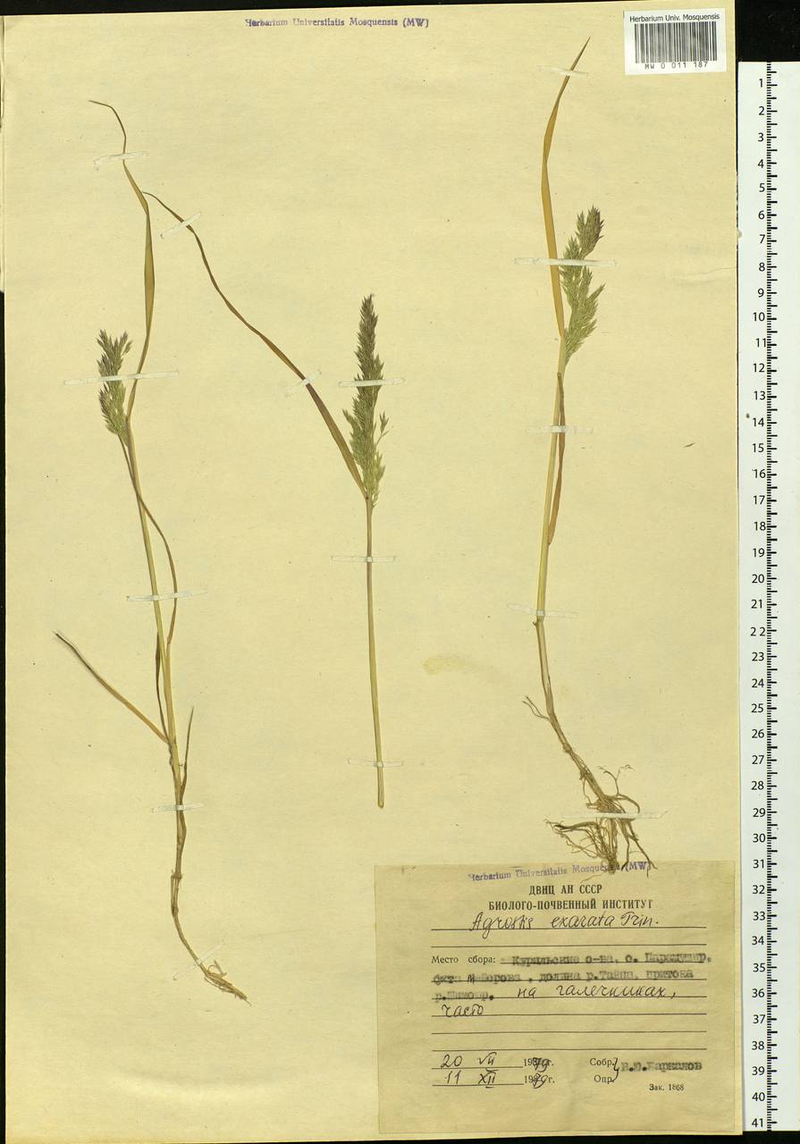 Agrostis exarata Trin., Siberia, Russian Far East (S6) (Russia)