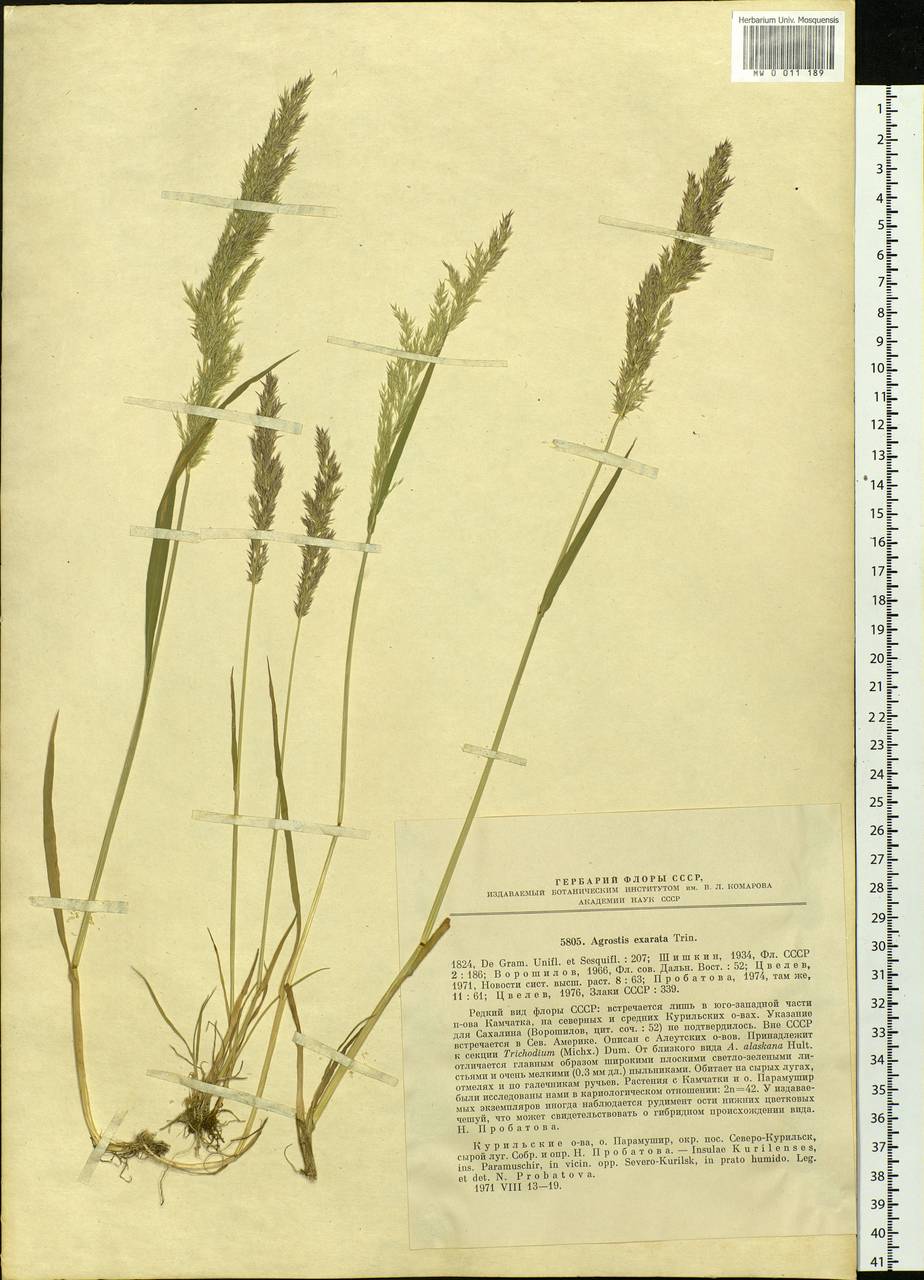 Agrostis exarata Trin., Siberia, Russian Far East (S6) (Russia)