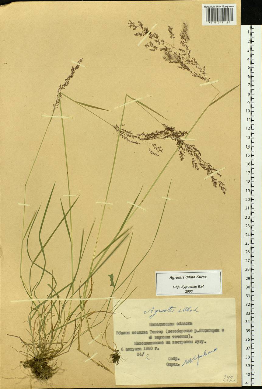 Agrostis stolonifera L., Siberia, Yakutia (S5) (Russia)