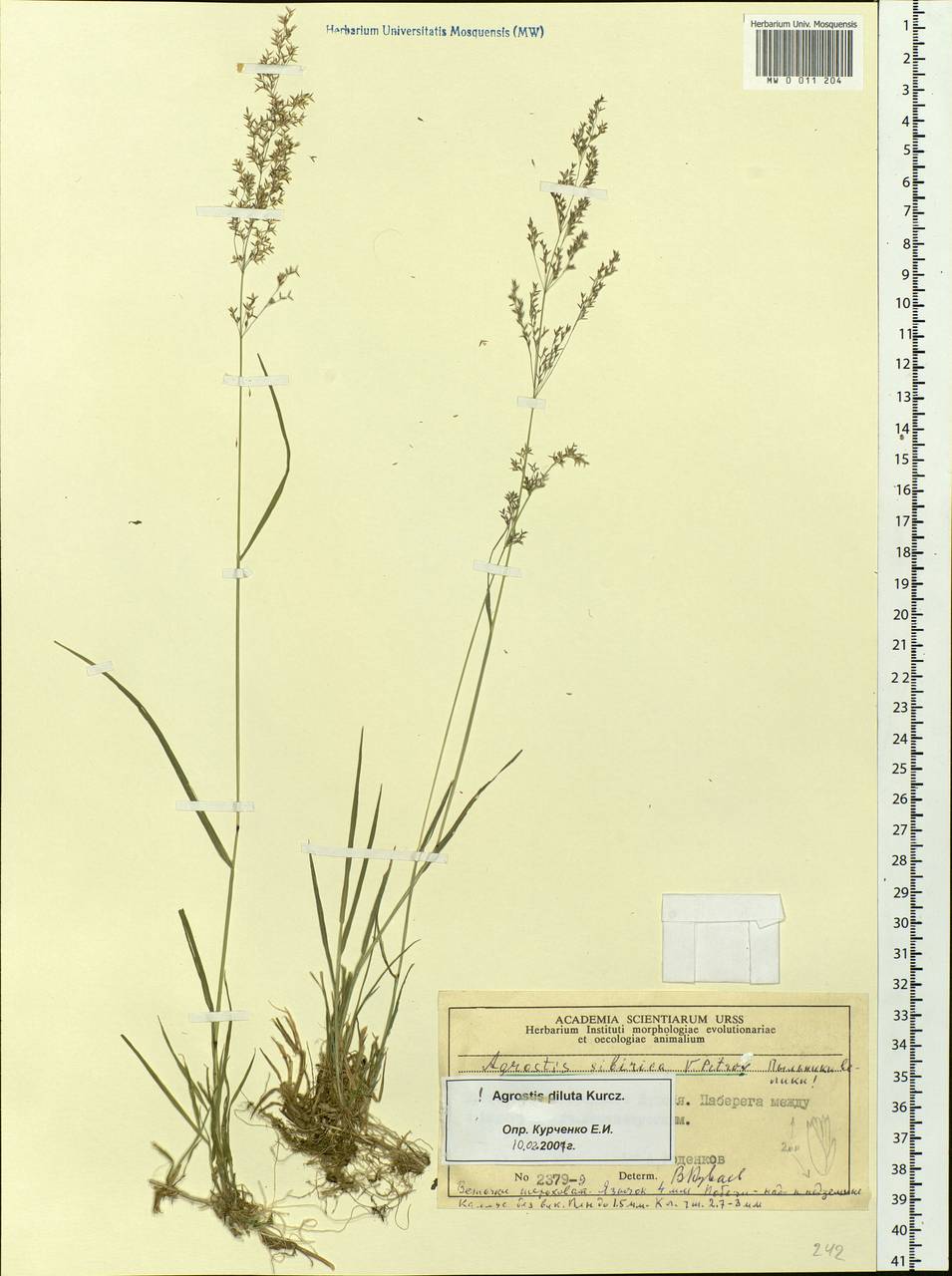 Agrostis stolonifera L., Siberia, Central Siberia (S3) (Russia)