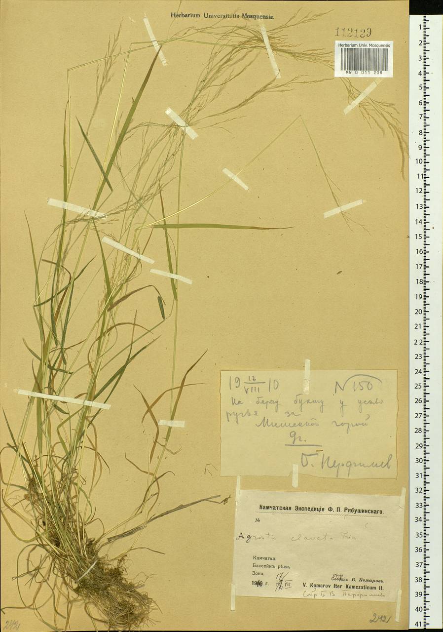 Agrostis clavata Trin., Siberia, Chukotka & Kamchatka (S7) (Russia)