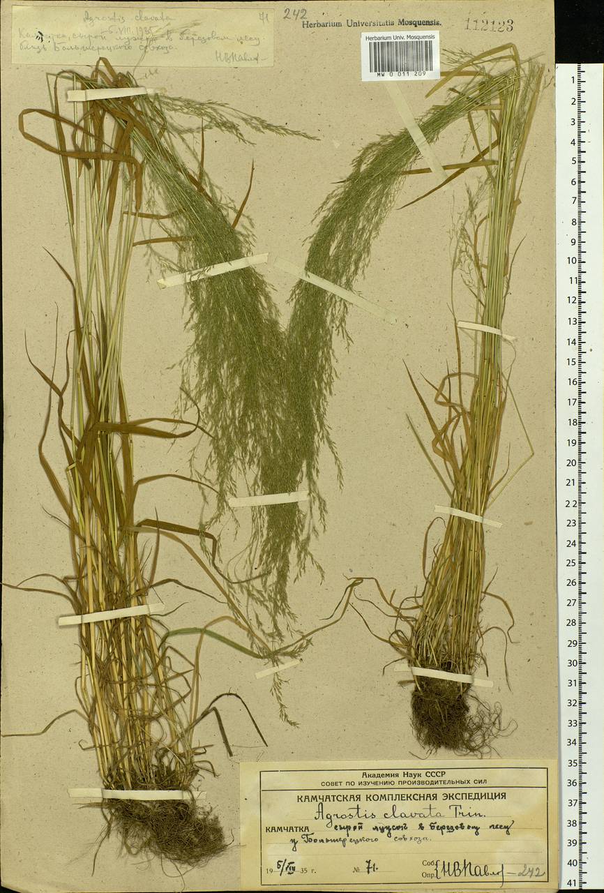 Agrostis clavata Trin., Siberia, Chukotka & Kamchatka (S7) (Russia)