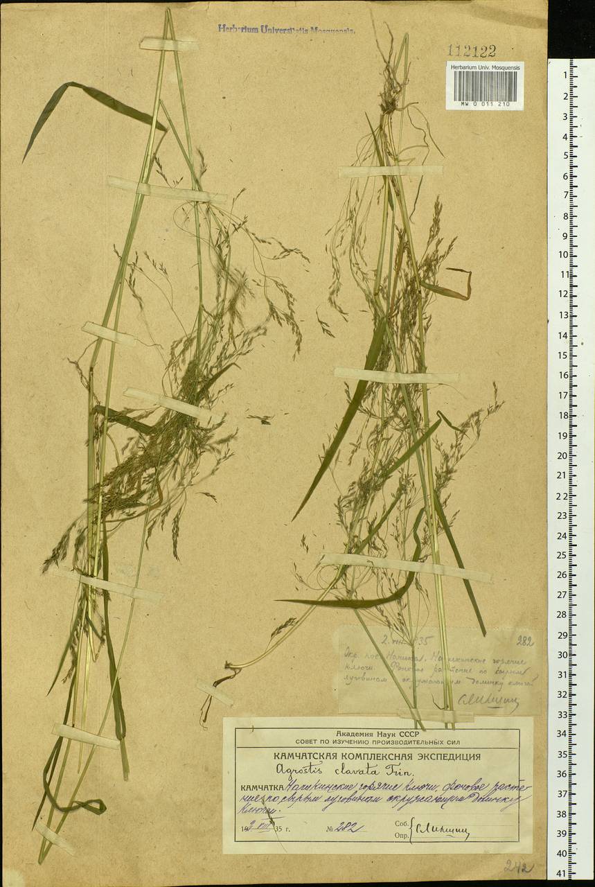 Agrostis clavata Trin., Siberia, Chukotka & Kamchatka (S7) (Russia)