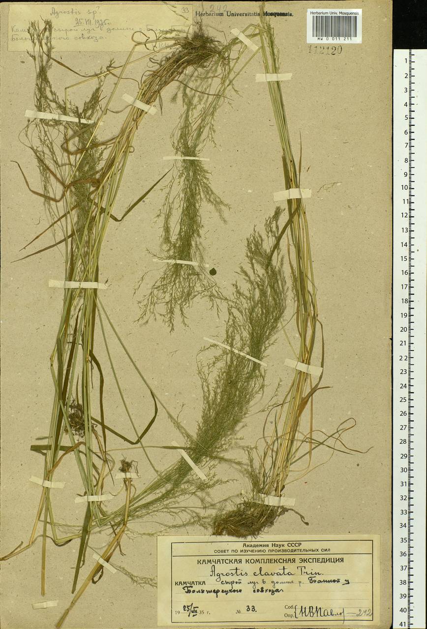 Agrostis clavata Trin., Siberia, Chukotka & Kamchatka (S7) (Russia)