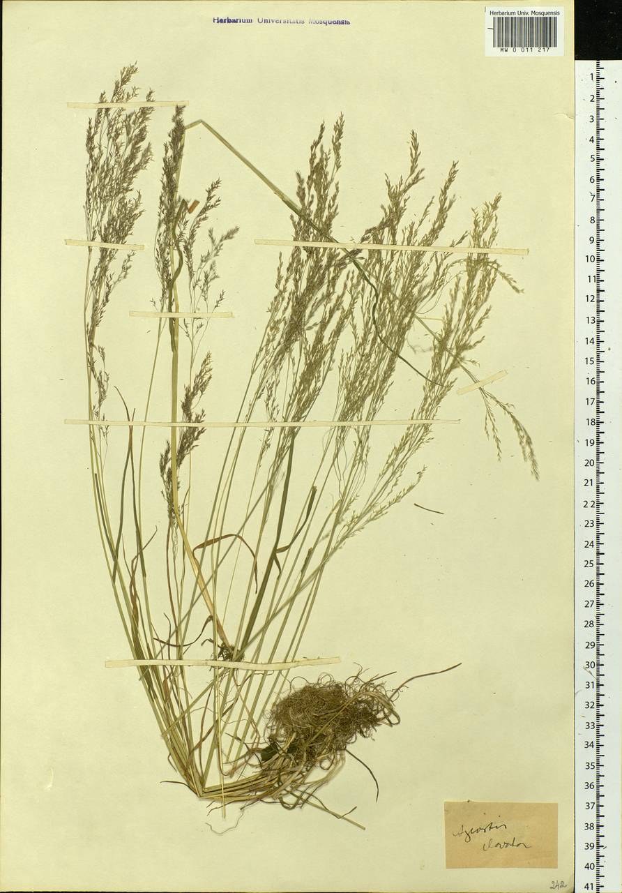 Agrostis clavata Trin., Siberia, Chukotka & Kamchatka (S7) (Russia)