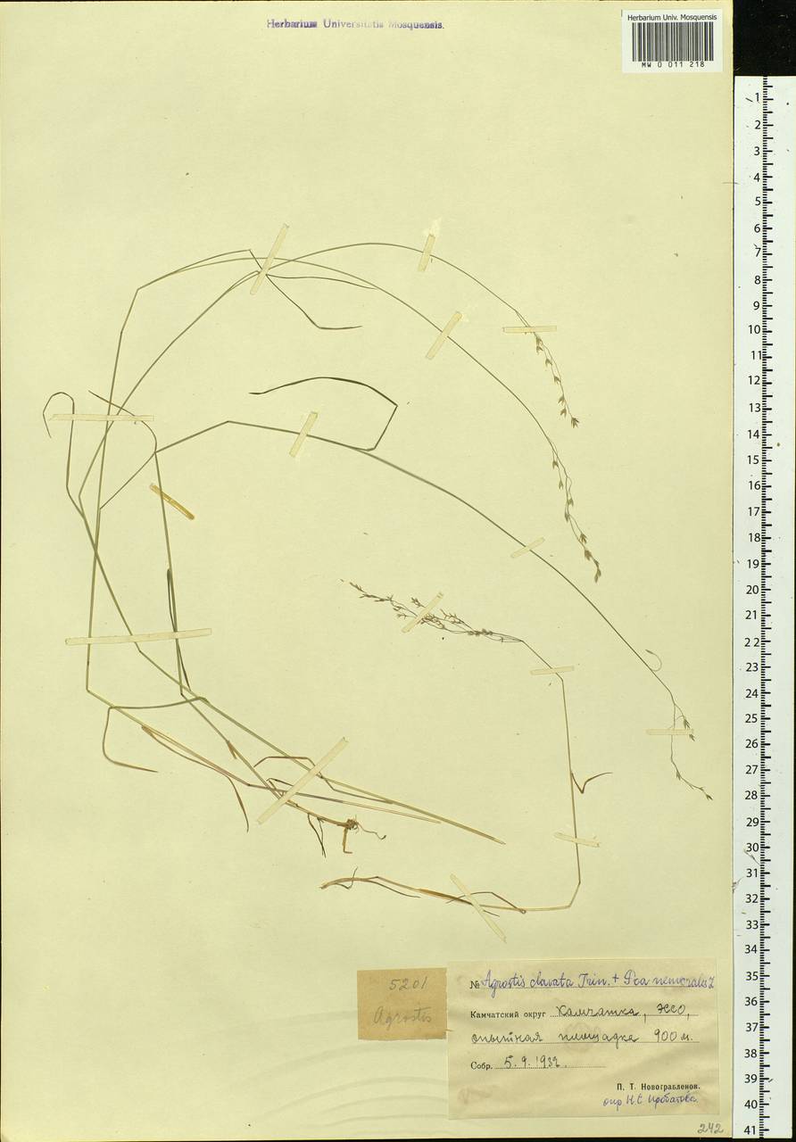 Agrostis clavata Trin., Siberia, Chukotka & Kamchatka (S7) (Russia)