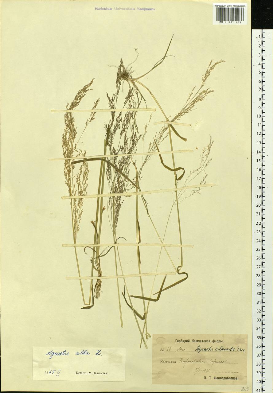 Agrostis clavata Trin., Siberia, Chukotka & Kamchatka (S7) (Russia)