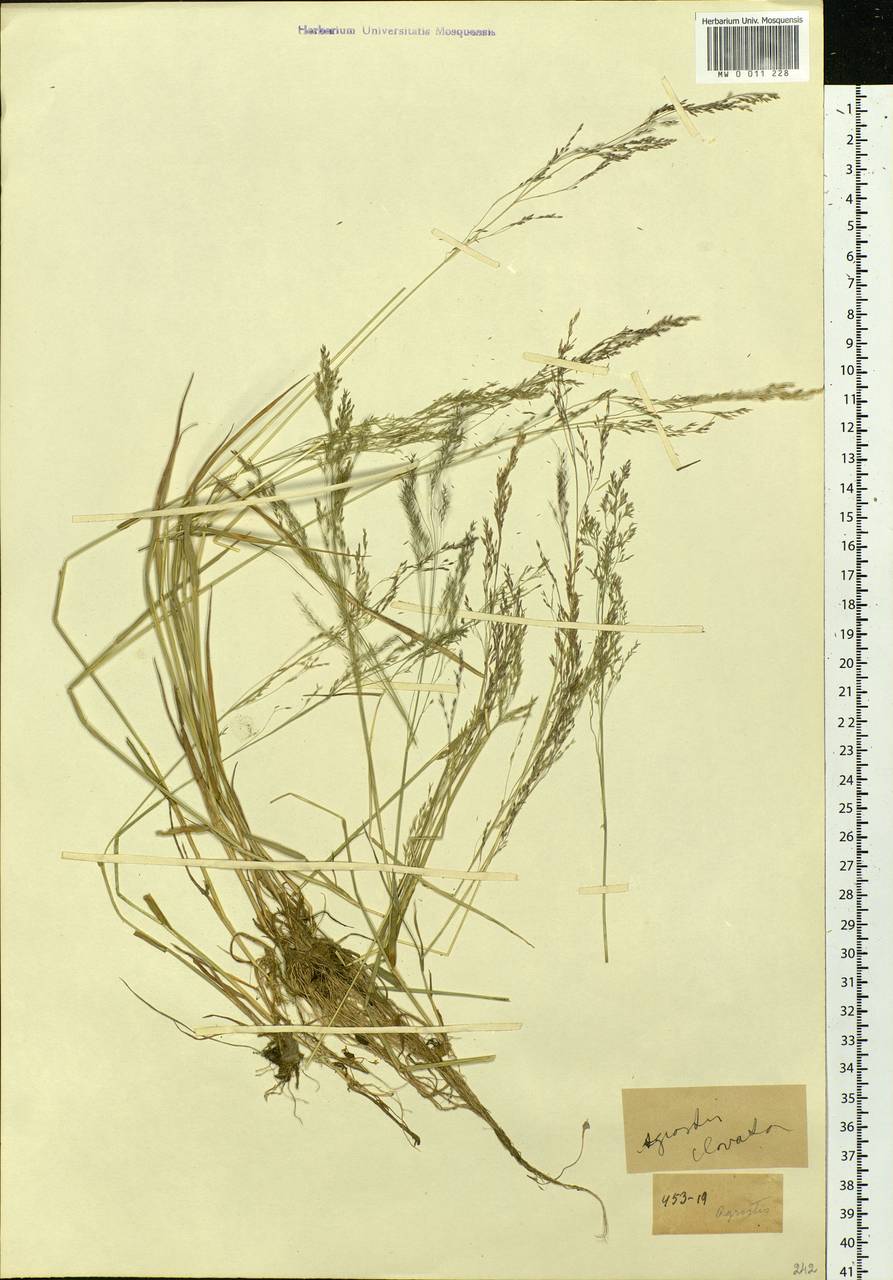 Agrostis clavata Trin., Siberia, Chukotka & Kamchatka (S7) (Russia)