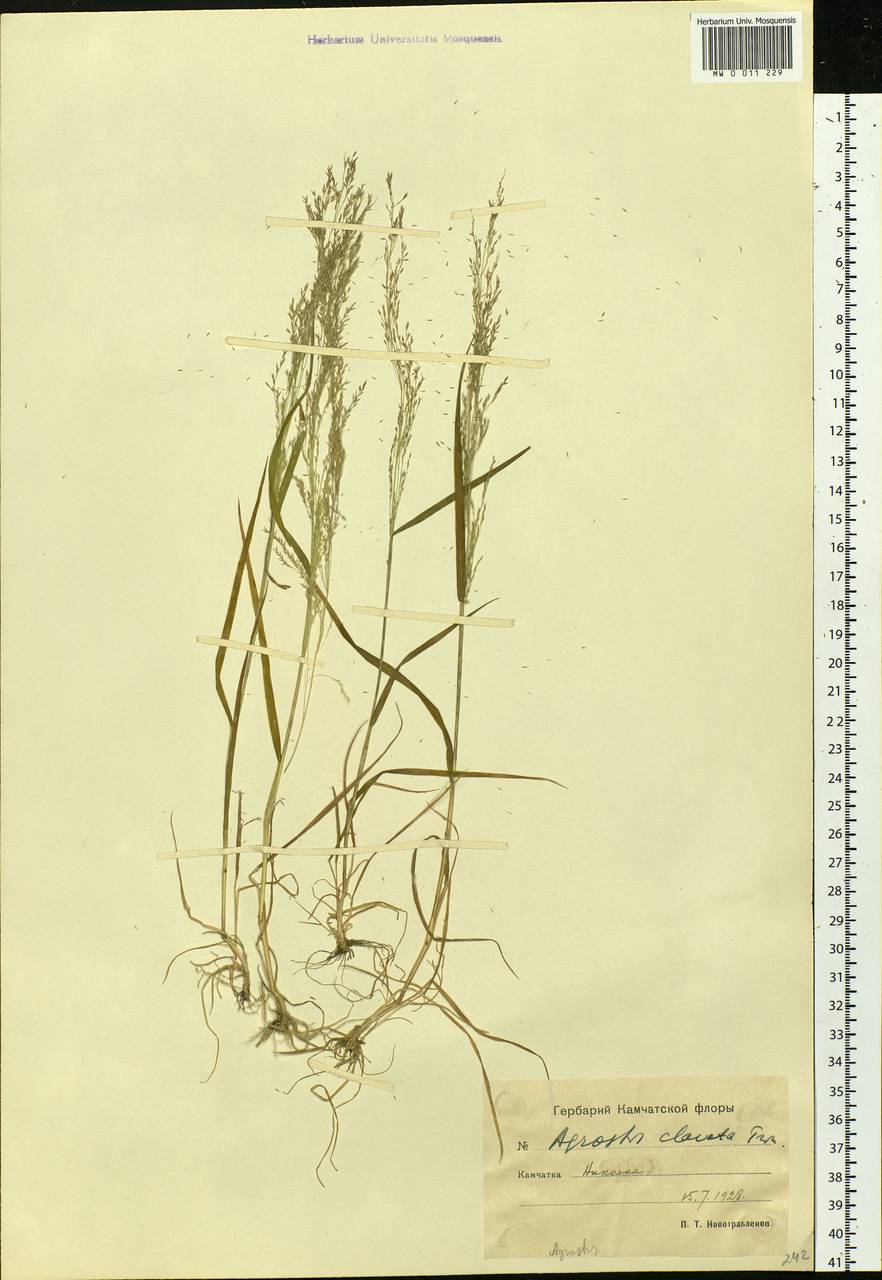 Agrostis clavata Trin., Siberia, Chukotka & Kamchatka (S7) (Russia)