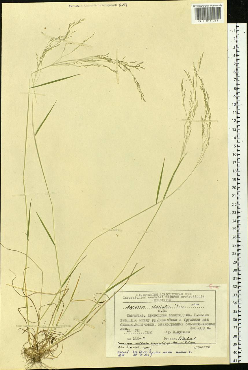 Agrostis clavata Trin., Siberia, Chukotka & Kamchatka (S7) (Russia)