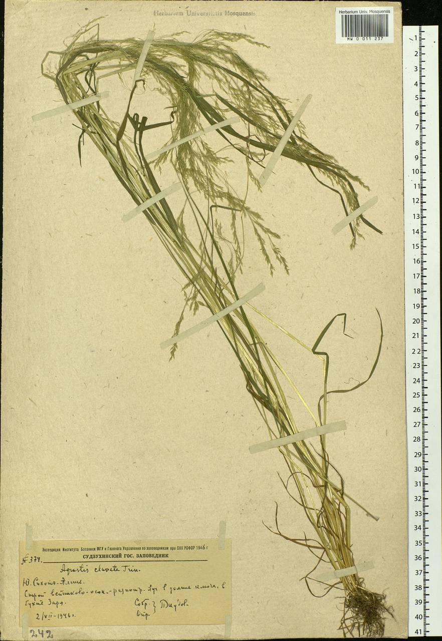 Agrostis clavata Trin., Siberia, Russian Far East (S6) (Russia)