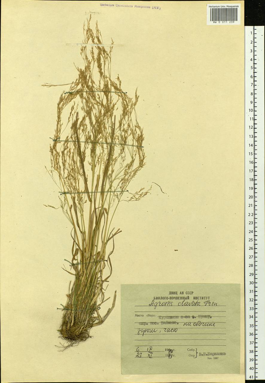 Agrostis clavata Trin., Siberia, Russian Far East (S6) (Russia)