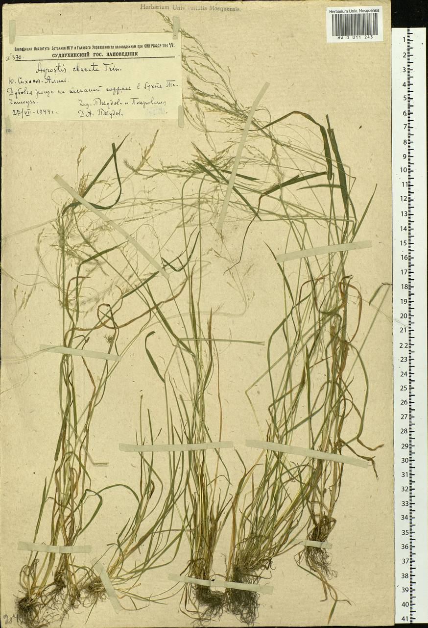 Agrostis clavata Trin., Siberia, Russian Far East (S6) (Russia)