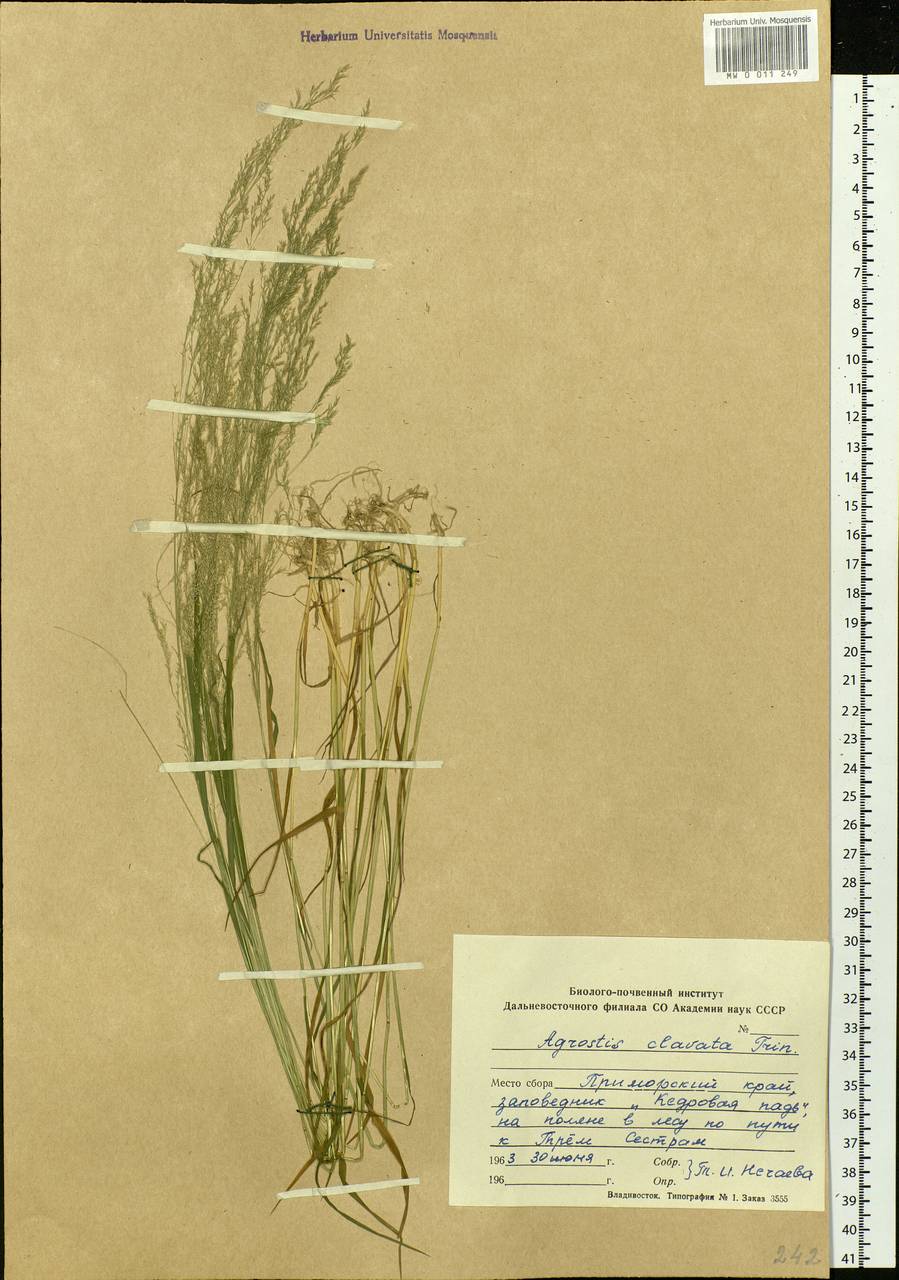 Agrostis clavata Trin., Siberia, Russian Far East (S6) (Russia)