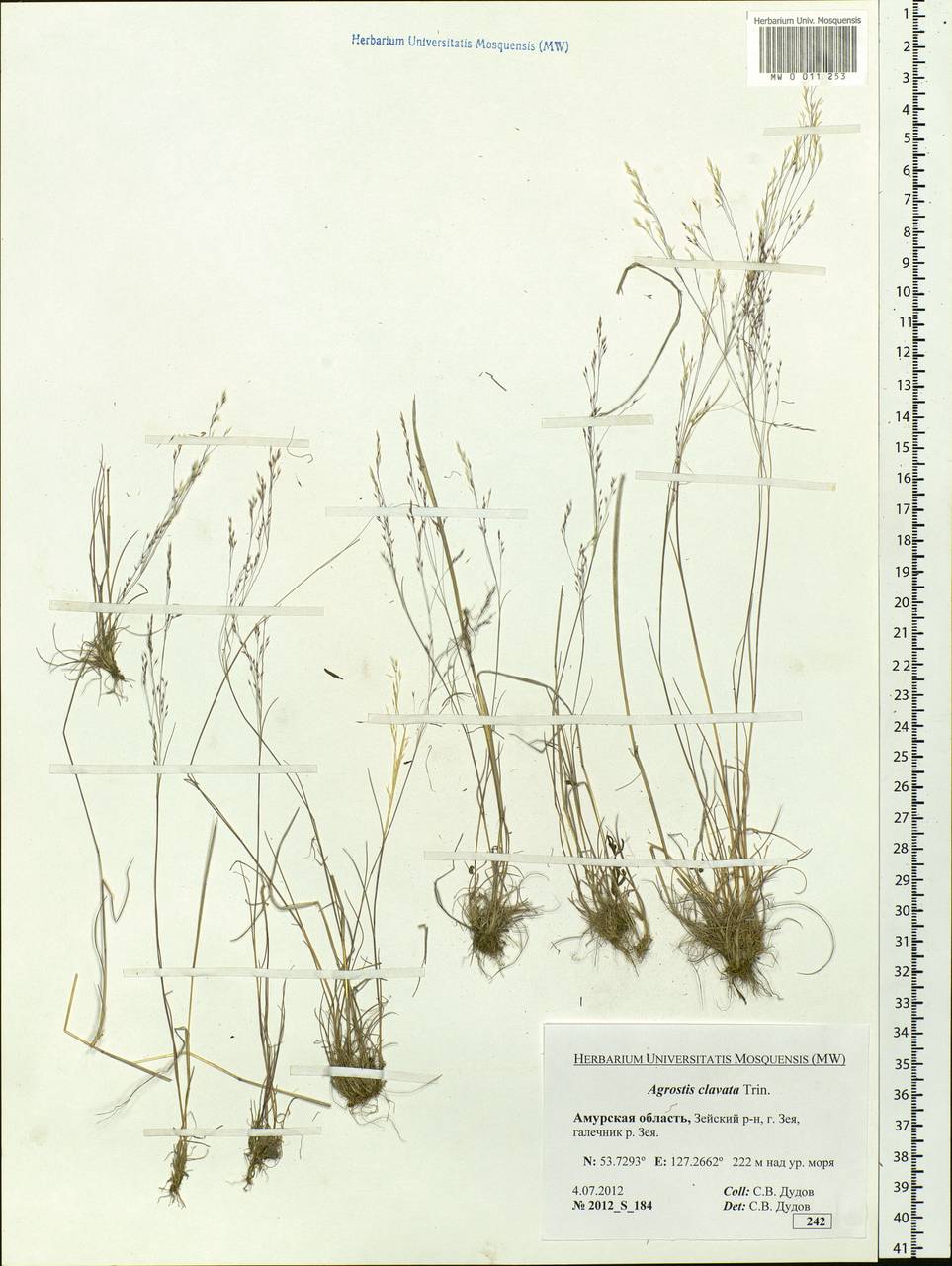 Agrostis clavata Trin., Siberia, Russian Far East (S6) (Russia)