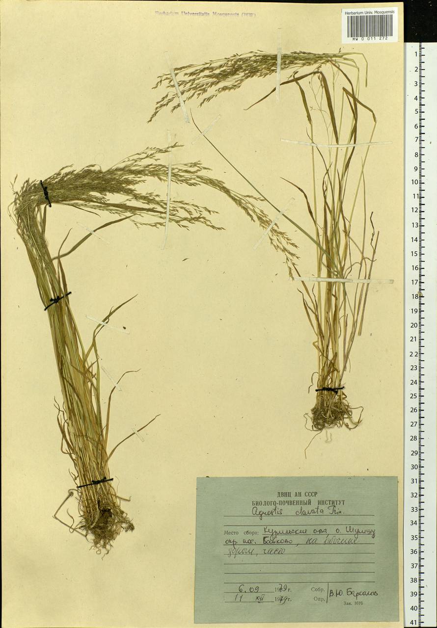Agrostis clavata Trin., Siberia, Russian Far East (S6) (Russia)