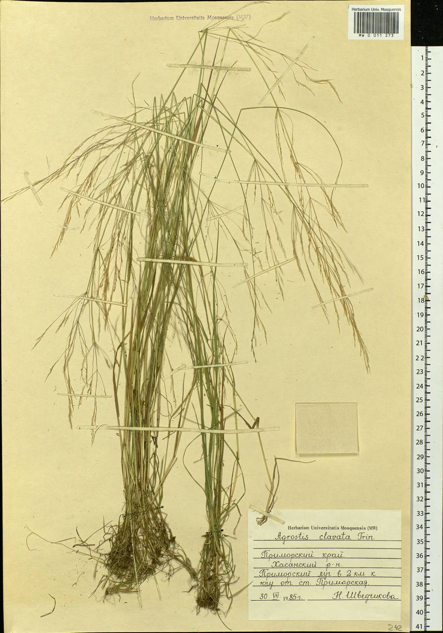 Agrostis clavata Trin., Siberia, Russian Far East (S6) (Russia)