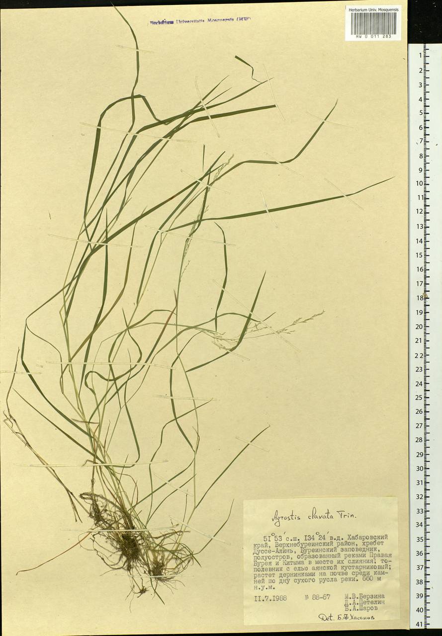Agrostis clavata Trin., Siberia, Russian Far East (S6) (Russia)