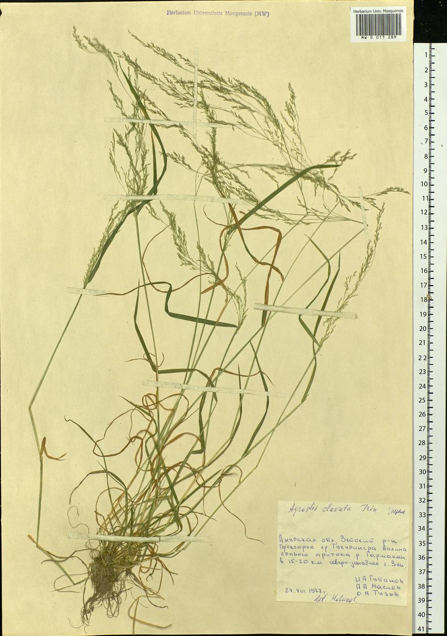 Agrostis clavata Trin., Siberia, Russian Far East (S6) (Russia)