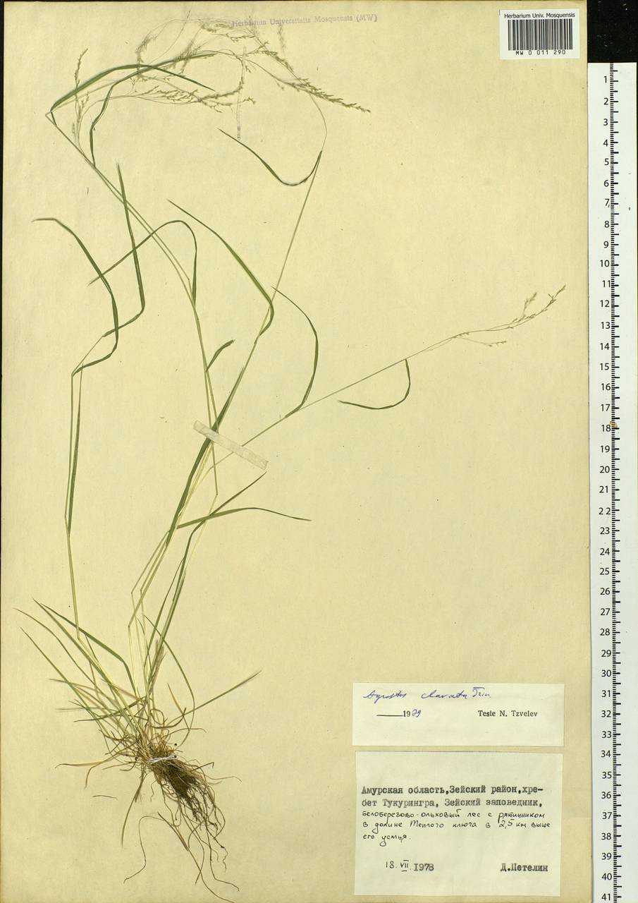 Agrostis clavata Trin., Siberia, Russian Far East (S6) (Russia)