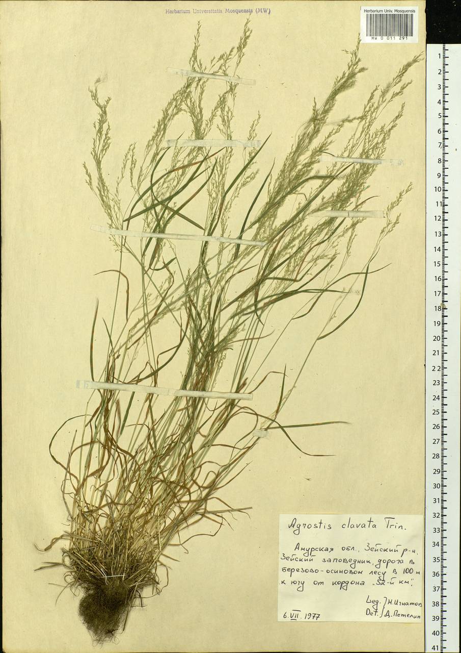Agrostis clavata Trin., Siberia, Russian Far East (S6) (Russia)
