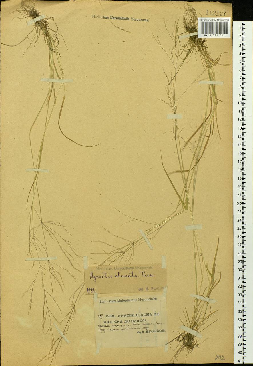 Agrostis clavata Trin., Siberia, Yakutia (S5) (Russia)