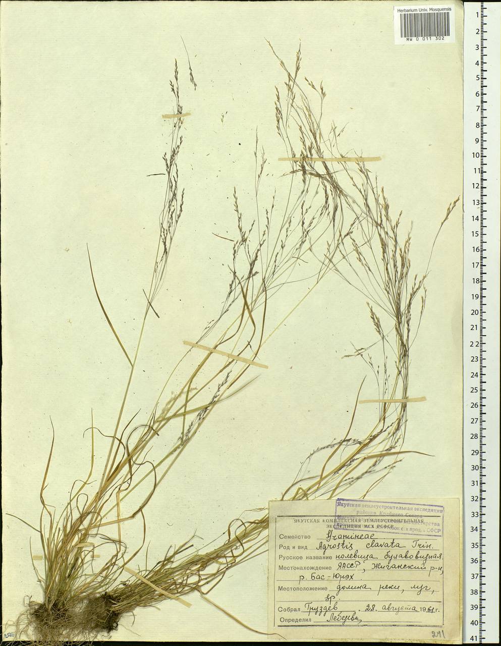 Agrostis clavata Trin., Siberia, Yakutia (S5) (Russia)