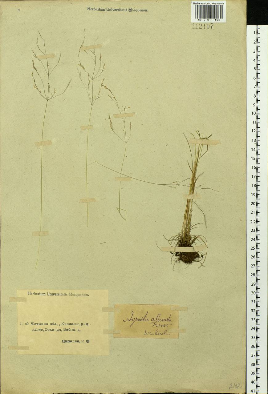 Agrostis clavata Trin., Siberia, Baikal & Transbaikal region (S4) (Russia)