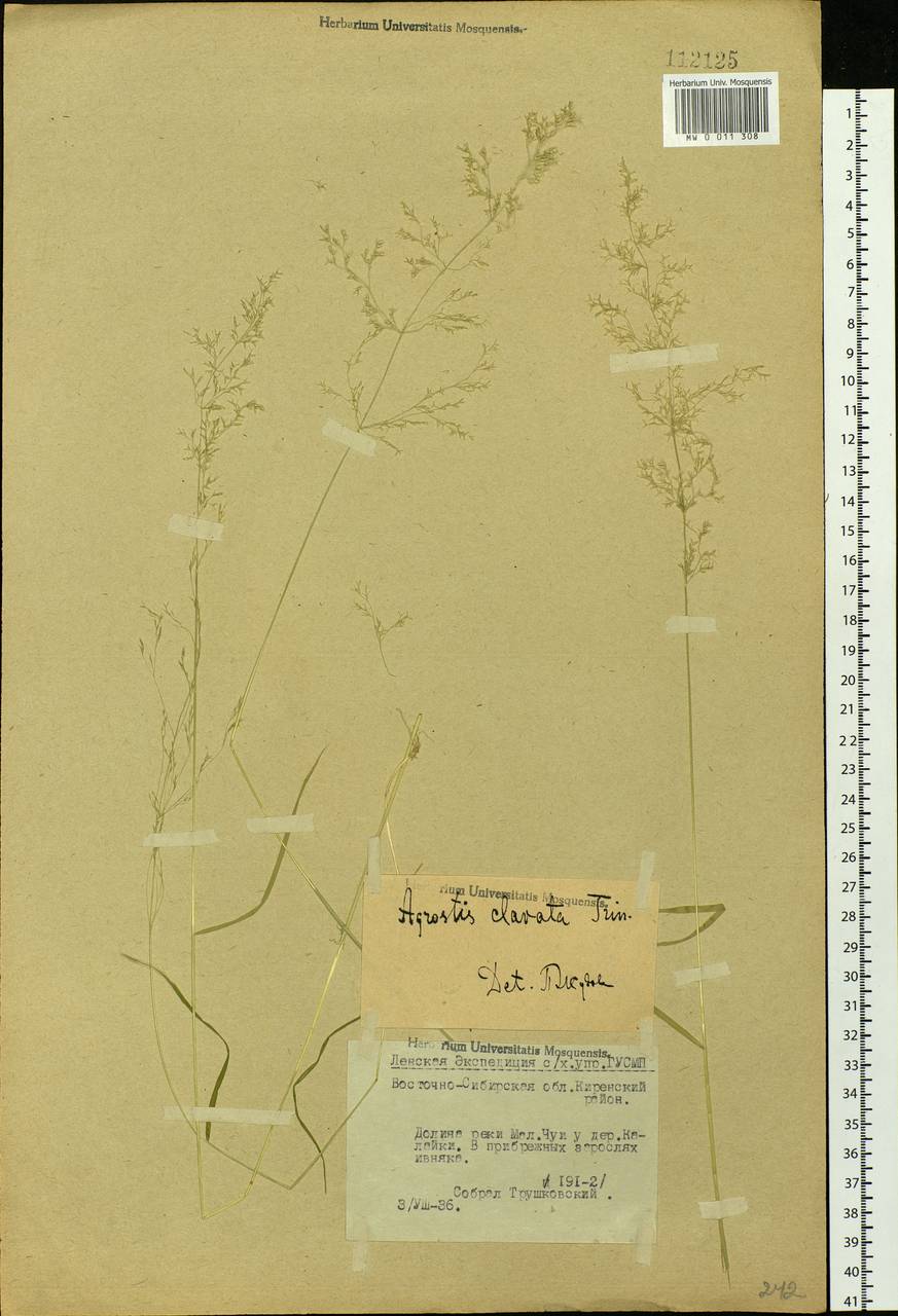 Agrostis clavata Trin., Siberia, Baikal & Transbaikal region (S4) (Russia)