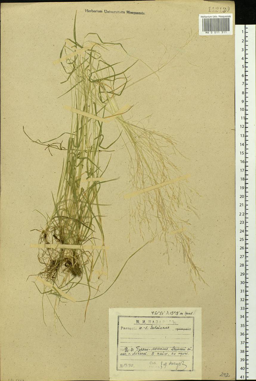 Agrostis clavata Trin., Siberia, Baikal & Transbaikal region (S4) (Russia)