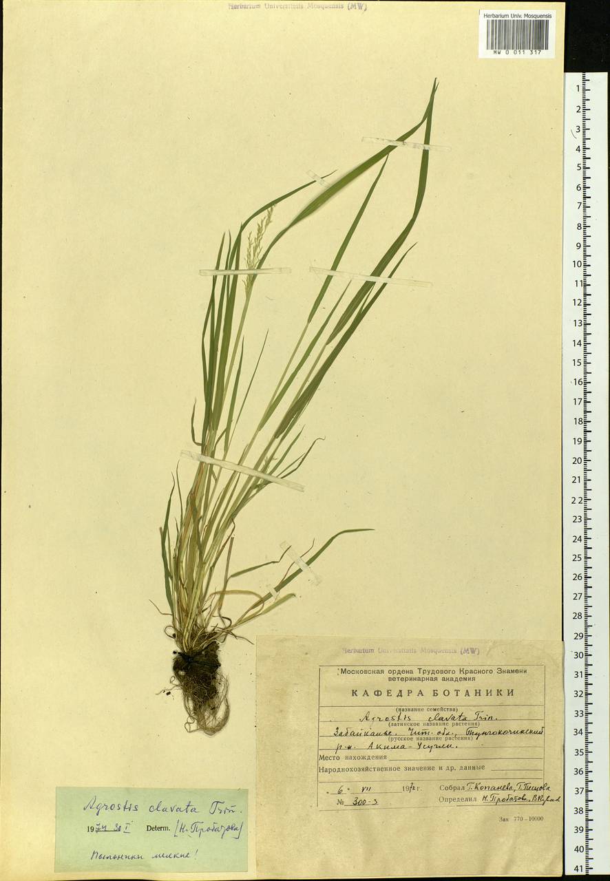 Agrostis clavata Trin., Siberia, Baikal & Transbaikal region (S4) (Russia)