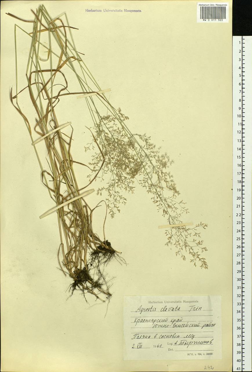 Agrostis clavata Trin., Siberia, Central Siberia (S3) (Russia)