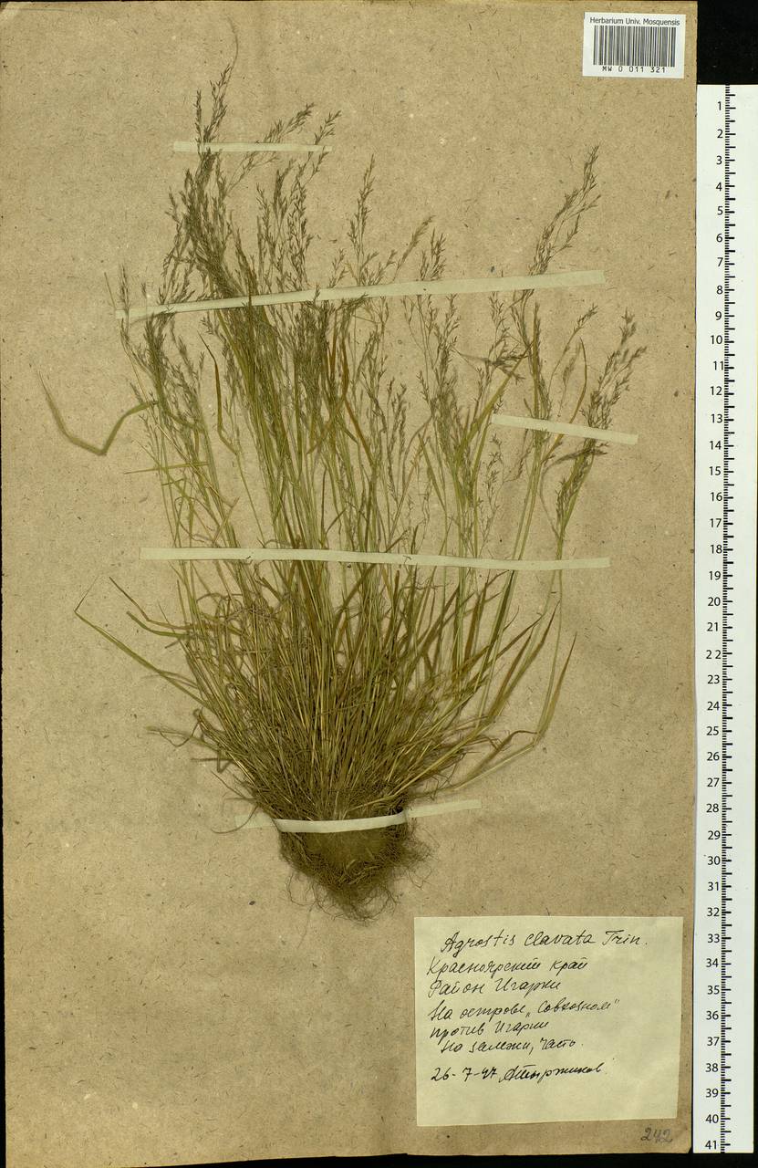 Agrostis clavata Trin., Siberia, Central Siberia (S3) (Russia)